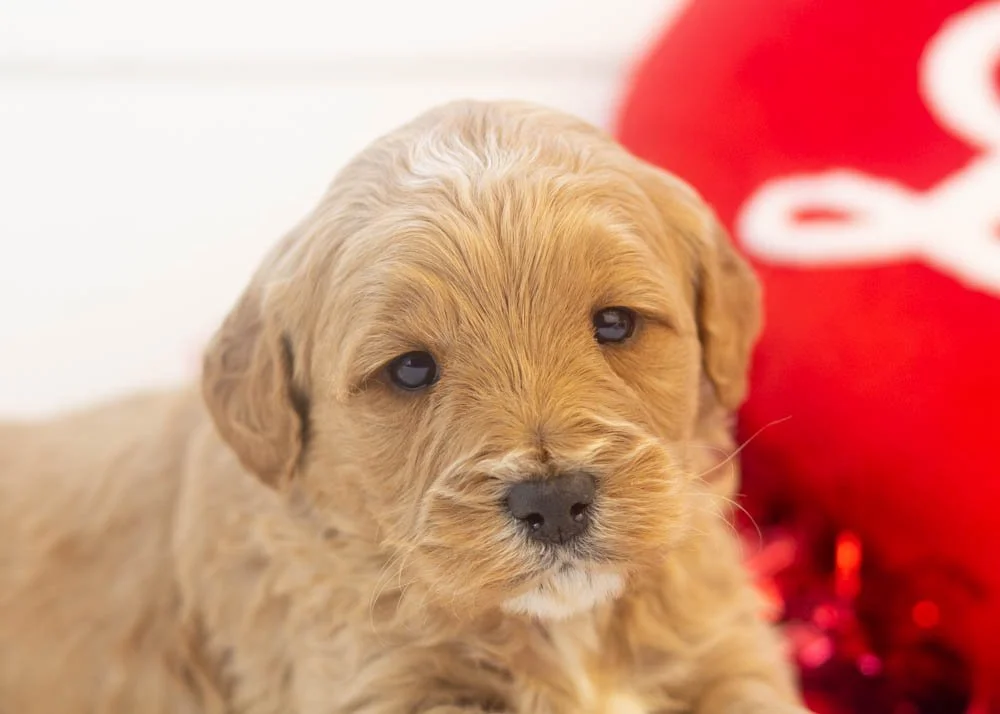 Blizzard goldendoodle for sale(2).jpg