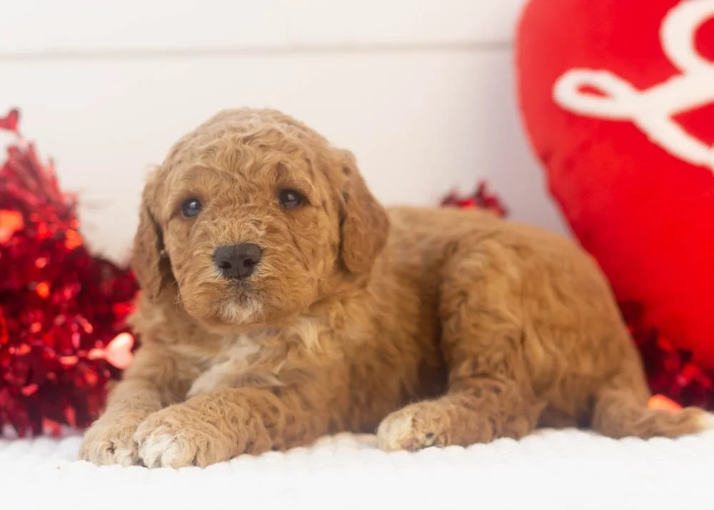 Drift goldendoodle for sale.jpg