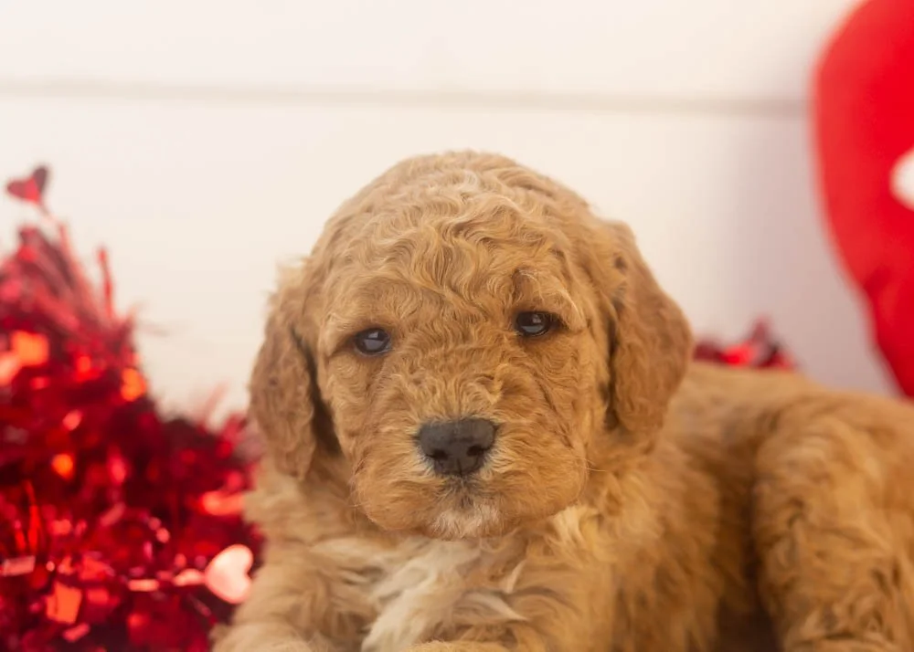 Drift goldendoodle for sale..jpg