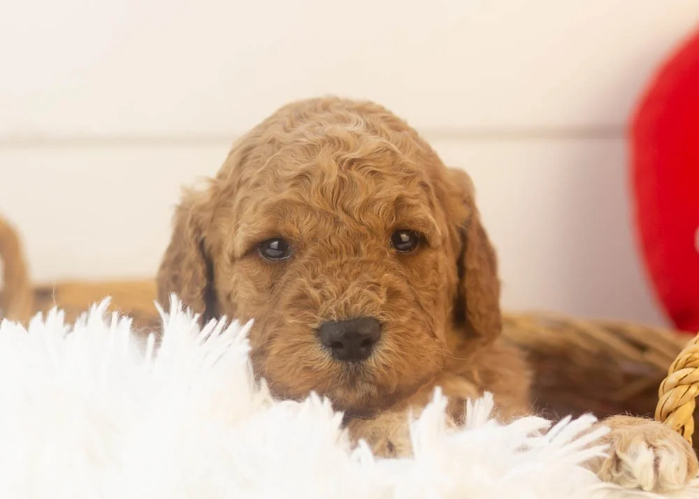 Drift goldendoodle for sale(1).jpg