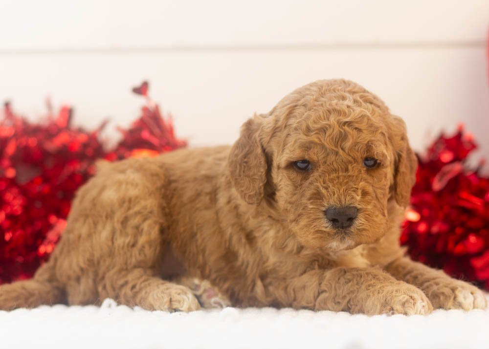 Drift goldendoodle for sale(2).jpg