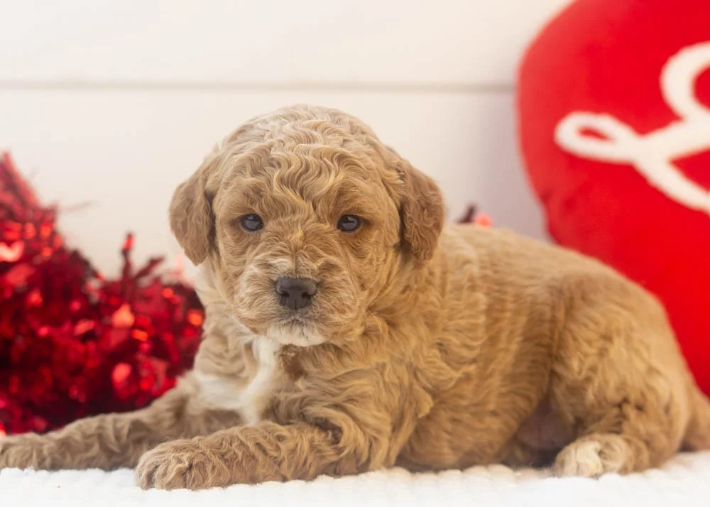 Frosty goldendoodle for sale.jpg
