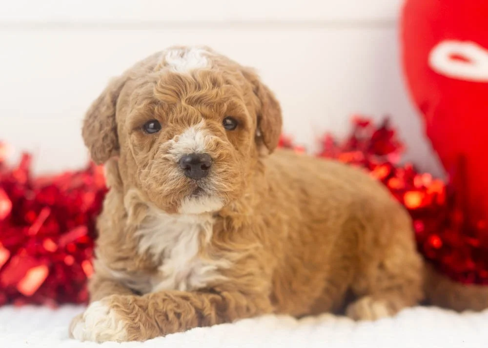 North goldendoodle for sale.jpg