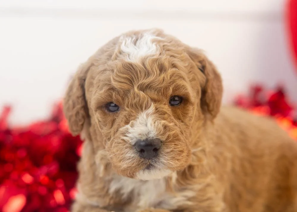 North goldendoodle for sale(3).jpg