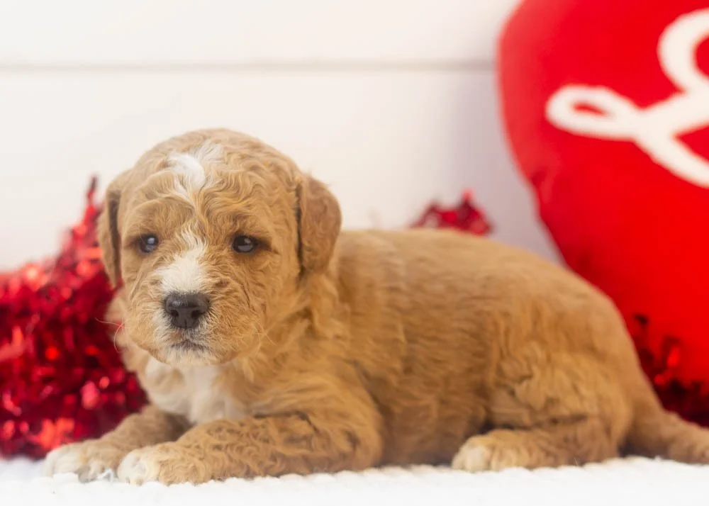 Snowball goldendoodle for sale.jpg
