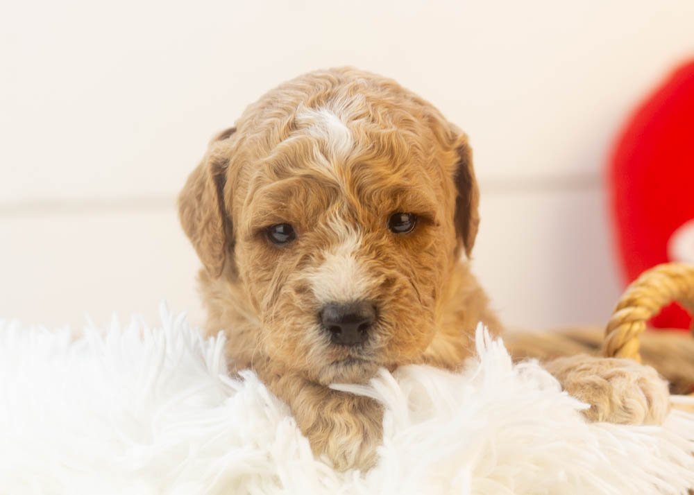 Snowball goldendoodle for sale(1).jpg