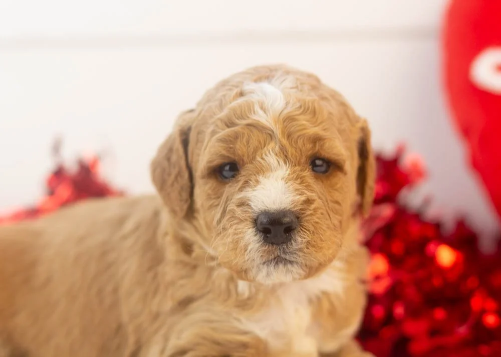 Snowball goldendoodle for sale(2).jpg