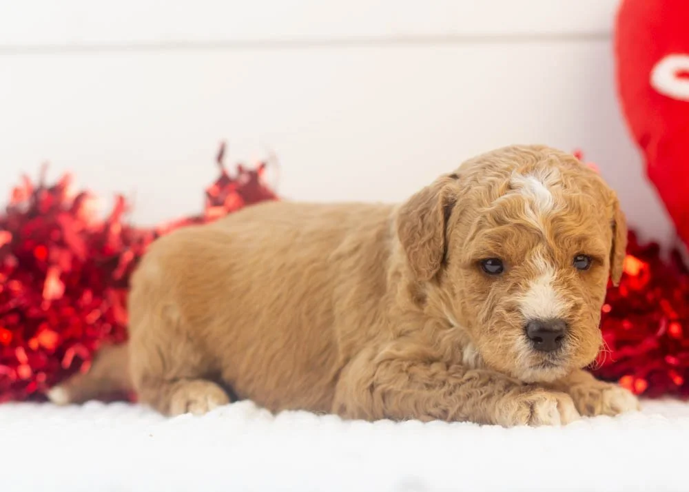 Snowball goldendoodle for sale(3).jpg