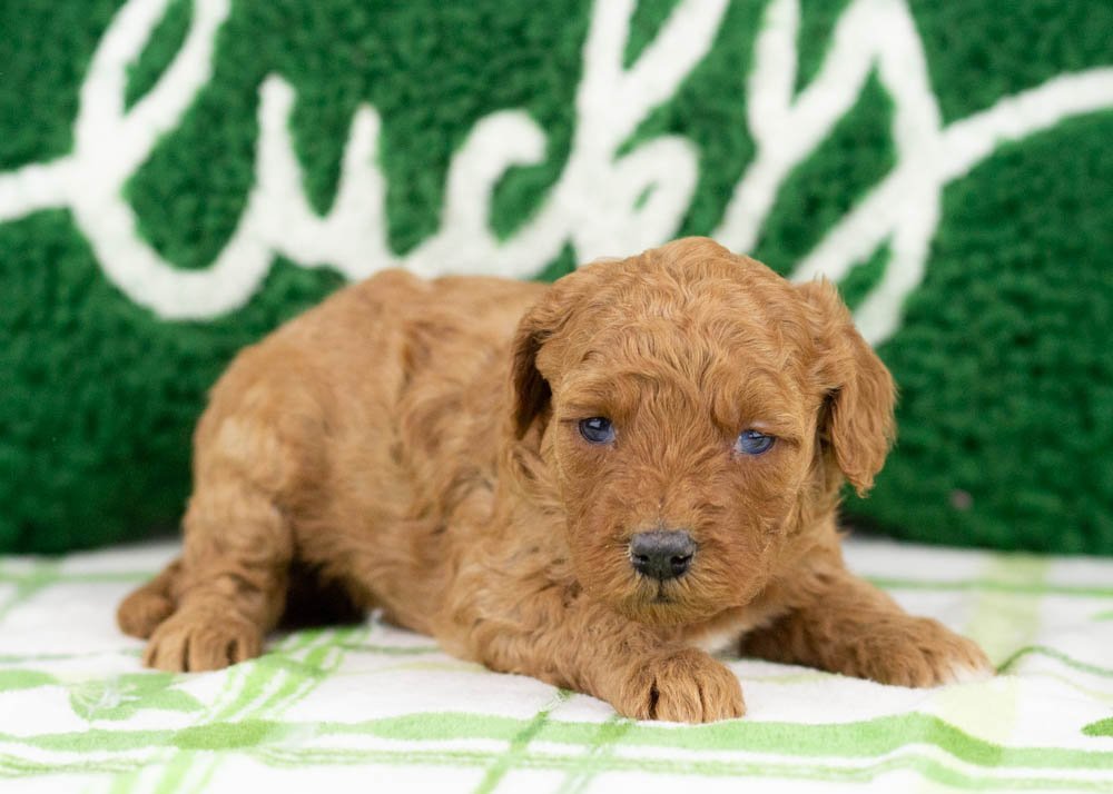 Blossom goldendoodle for sale(2).jpg
