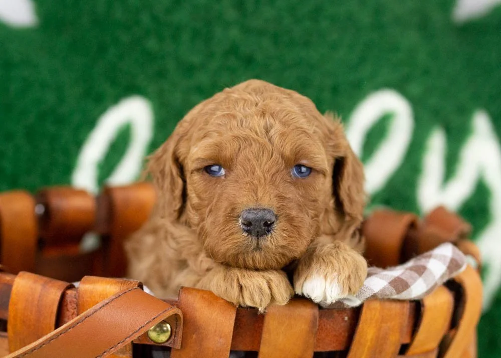 Blossom goldendoodle for sale.jpg