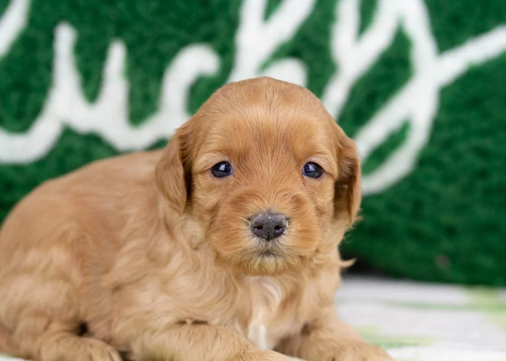 Benny goldendoodle for sale(3).jpg