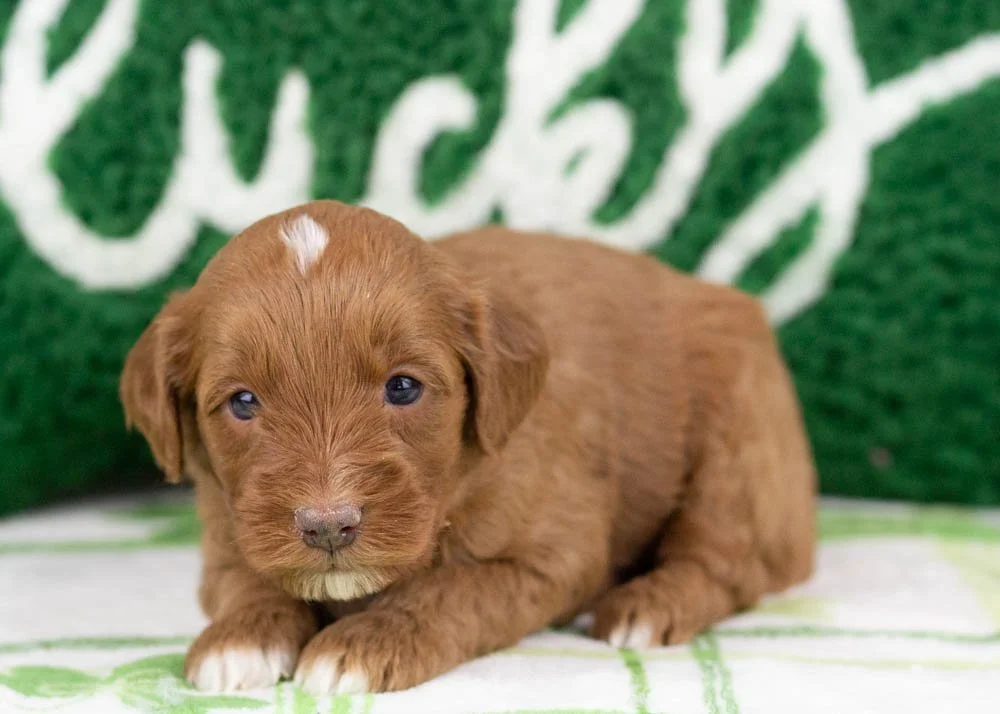 Blue goldendoodle for sale(2).jpg