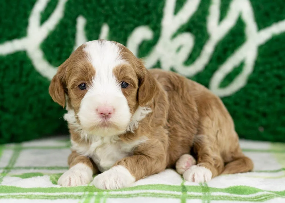 Colver goldendoodle for sale(1).jpg
