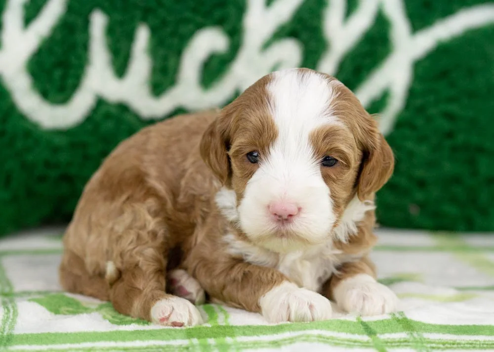 Colver goldendoodle for sale(3).jpg