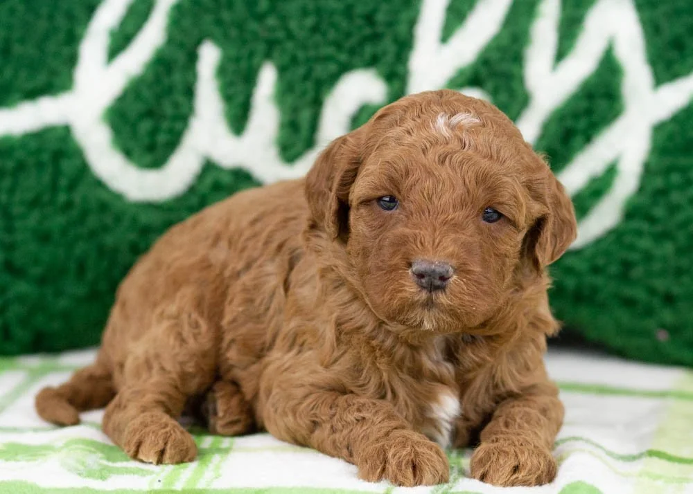 Hopper goldendoodle for sale.jpg