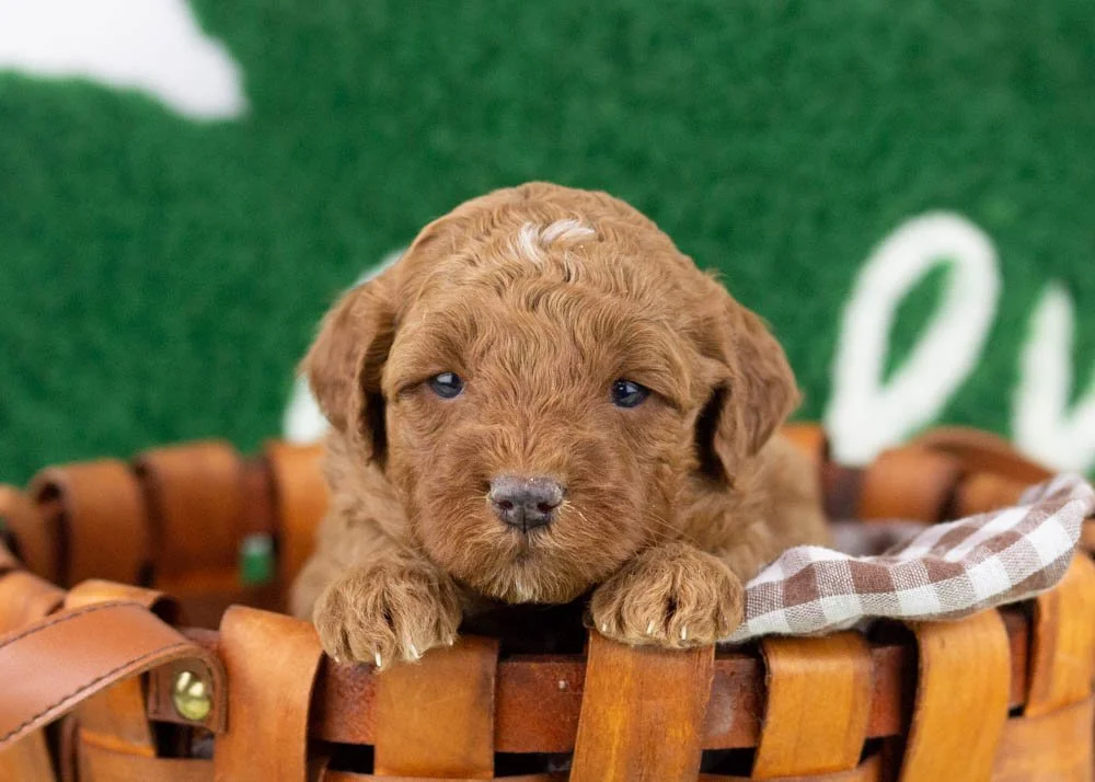 Hopper goldendoodle for sale(1).jpg