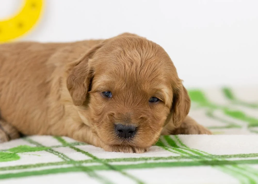 Blair goldendoodle for sale(1).jpg