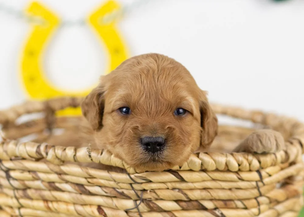 Blair goldendoodle for sale.jpg