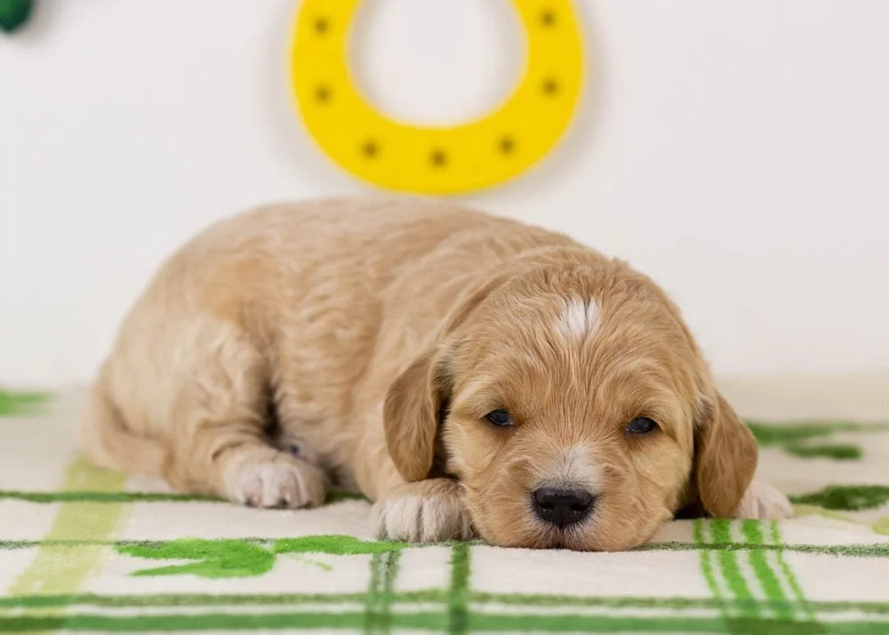 Serena goldendoodle for sale(2).jpg