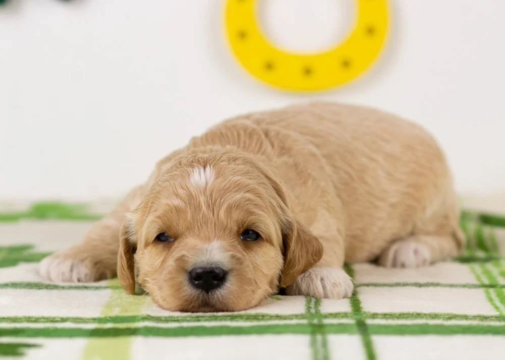 Serena goldendoodle for sale(3).jpg
