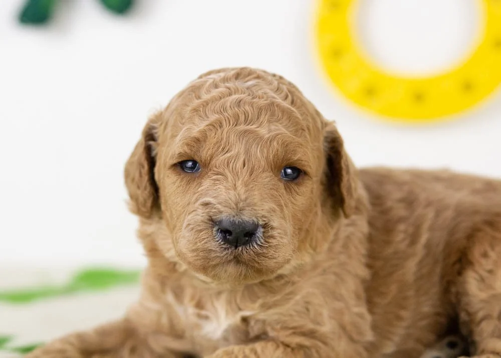 chuck goldendoodle for sale(1).jpg
