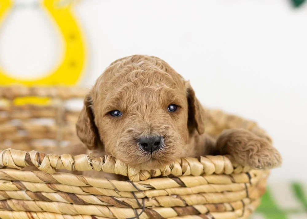 chuck goldendoodle for sale.jpg