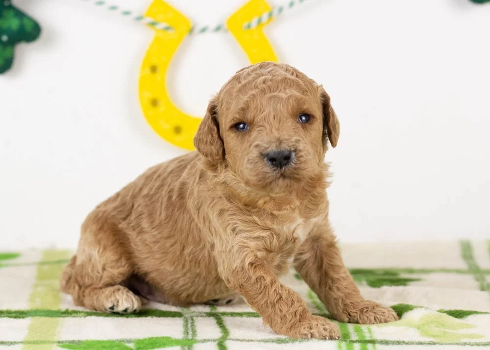 chuck goldendoodle for sale(3).jpg