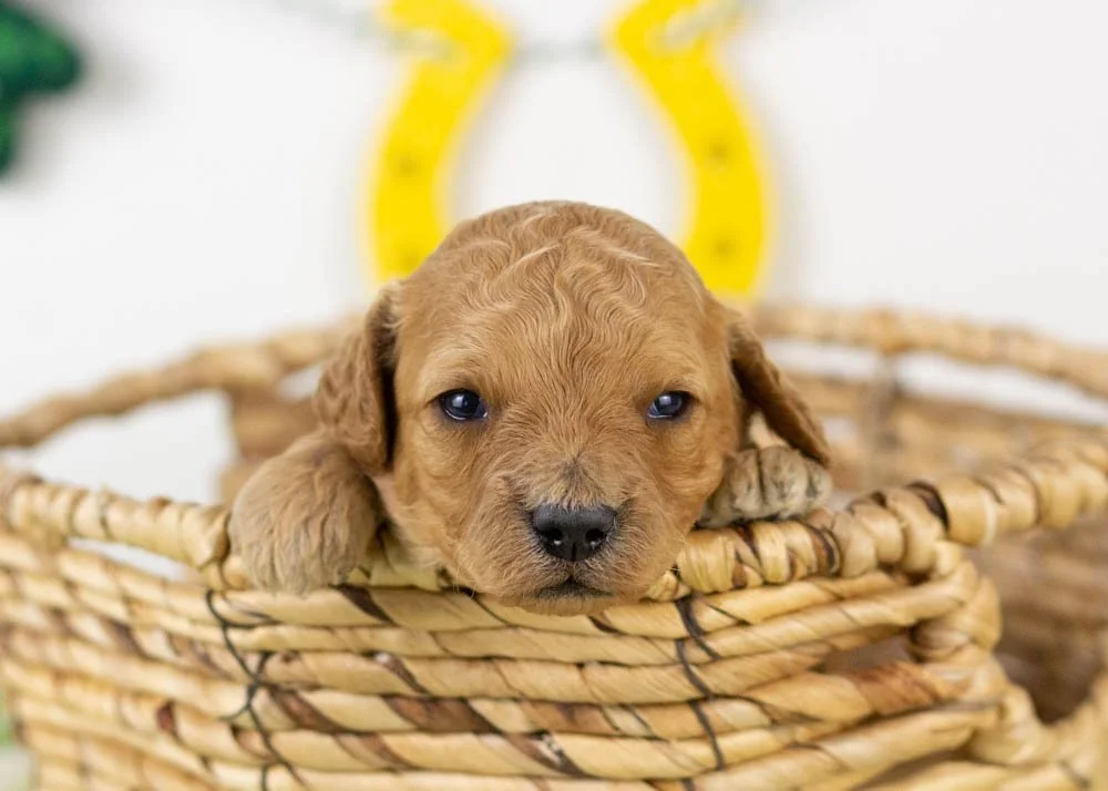 nate goldendoodle for sale(1).jpg