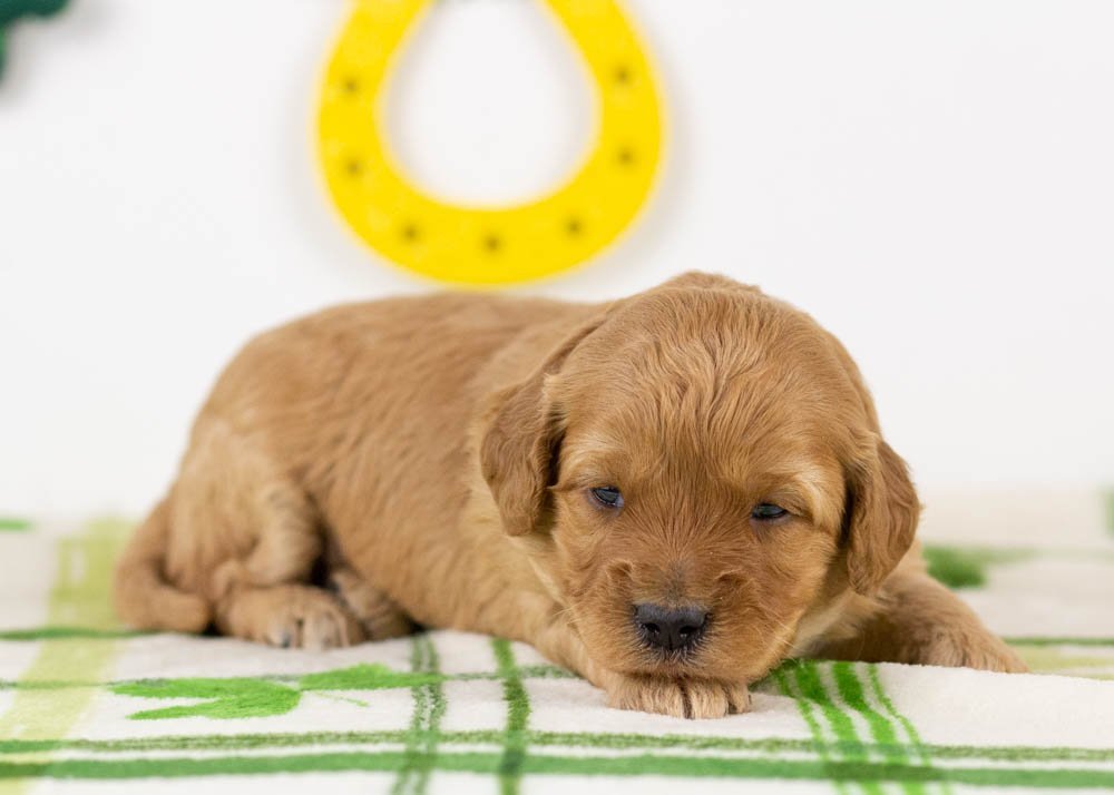 Blair goldendoodle for sale(2).jpg