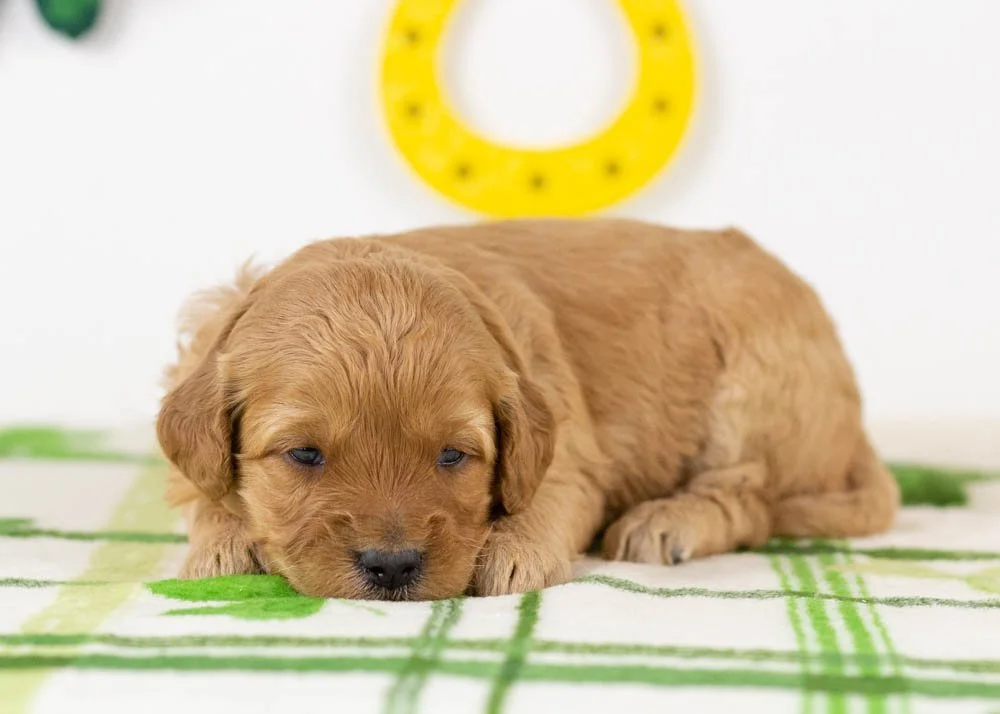 Blair goldendoodle for sale(3).jpg