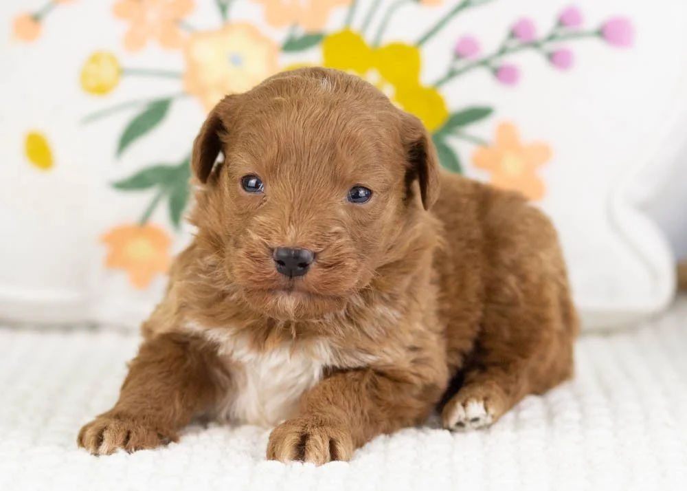 Victor goldendoodle for sale(2).jpg