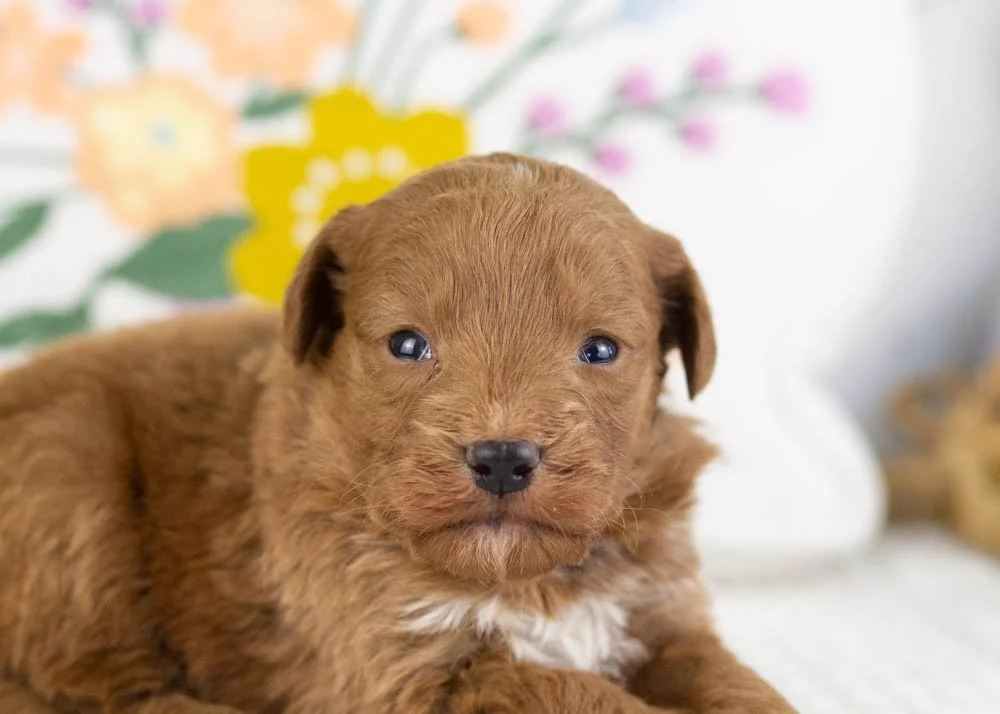 Victor goldendoodle for sale(3).jpg