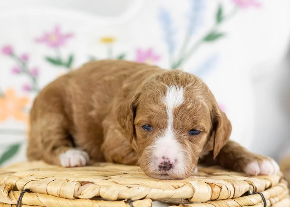 fancy goldendoodle for sale.(1).jpg