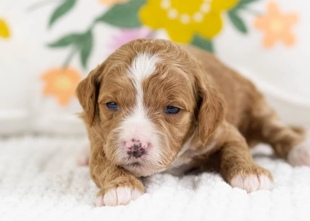 fancy goldendoodle for sale.(2).jpg