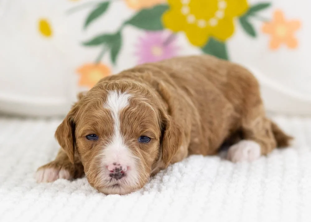fancy goldendoodle for sale.jpg