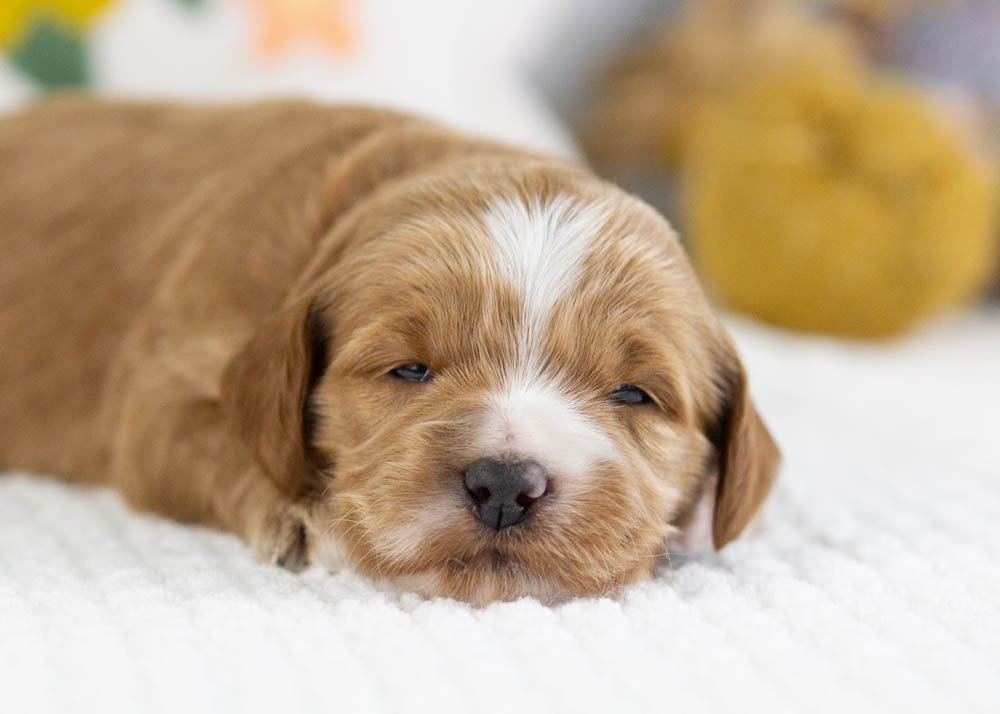 fawn goldendoodle for sale..jpg