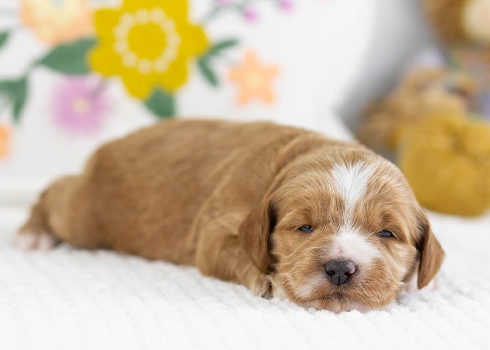 fawn goldendoodle for sale.jpg
