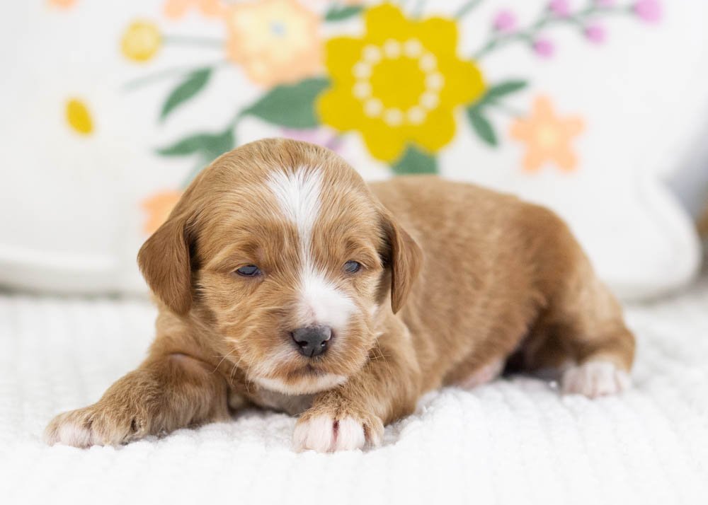 fawn goldendoodle for sale(2).jpg