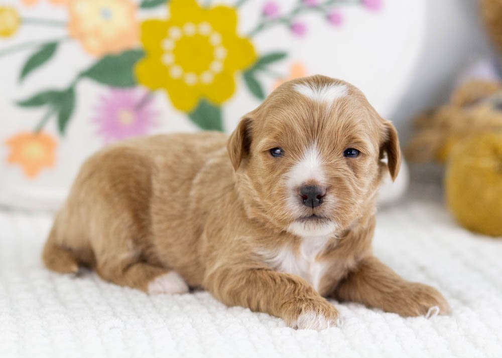 flicker goldendoodle for sale(2).jpg