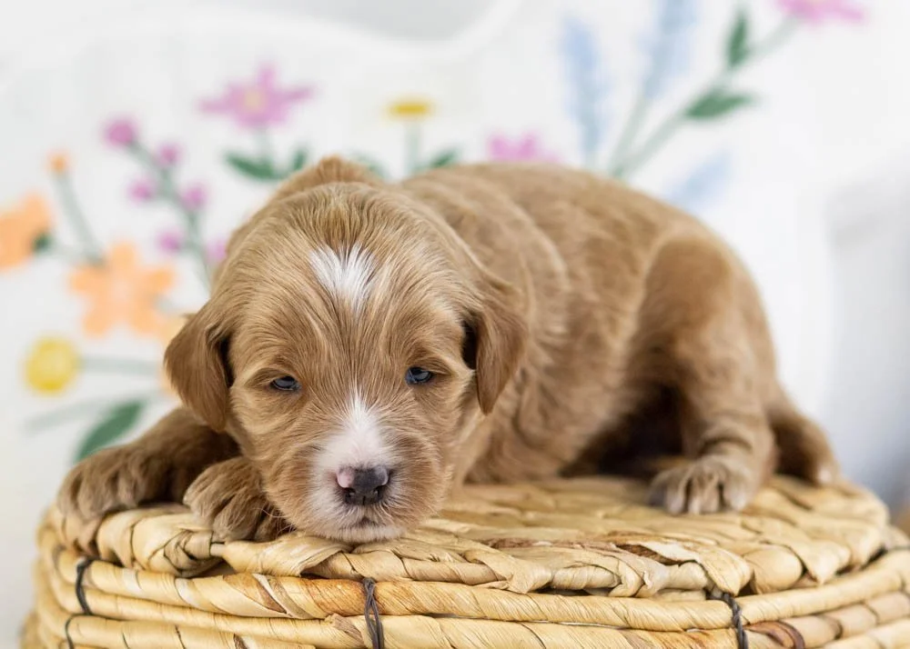 fido goldendoodle for sale(1).jpg