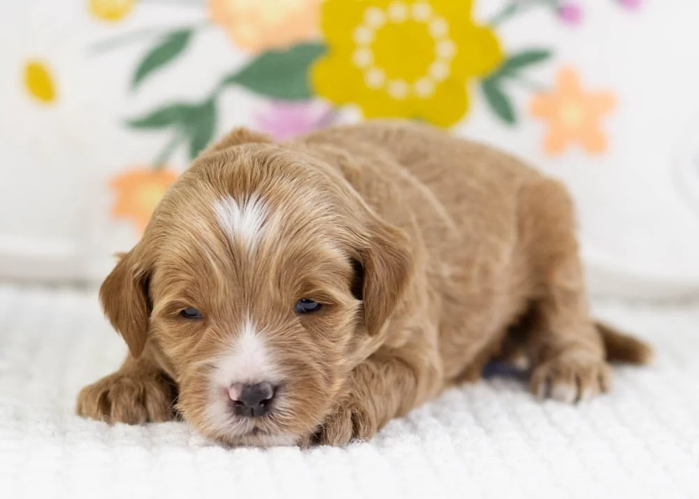 fido goldendoodle for sale(2).jpg