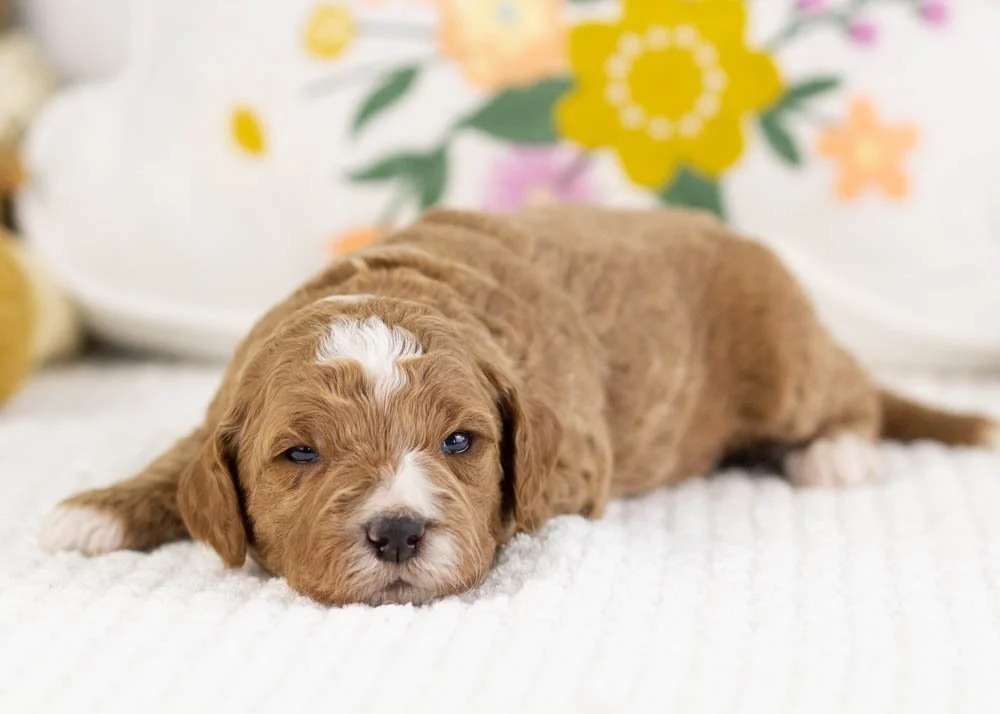 forest goldendoodle for sale(2).jpg