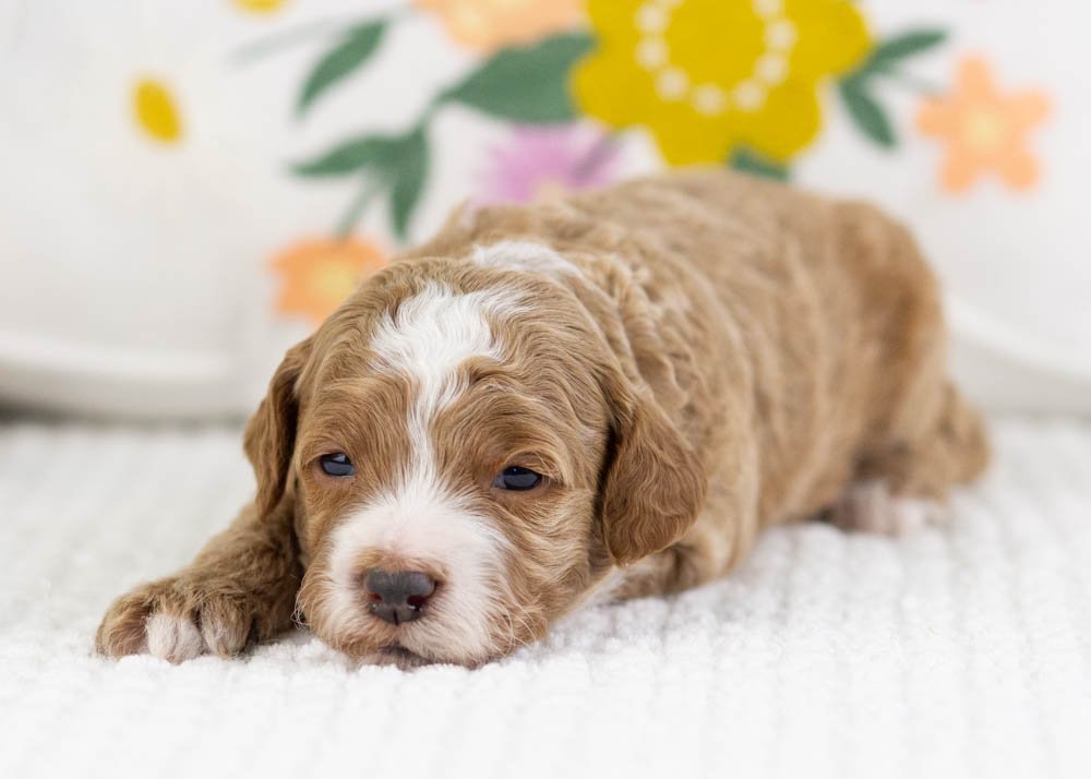 fudge goldendoodle for sale(1).jpg