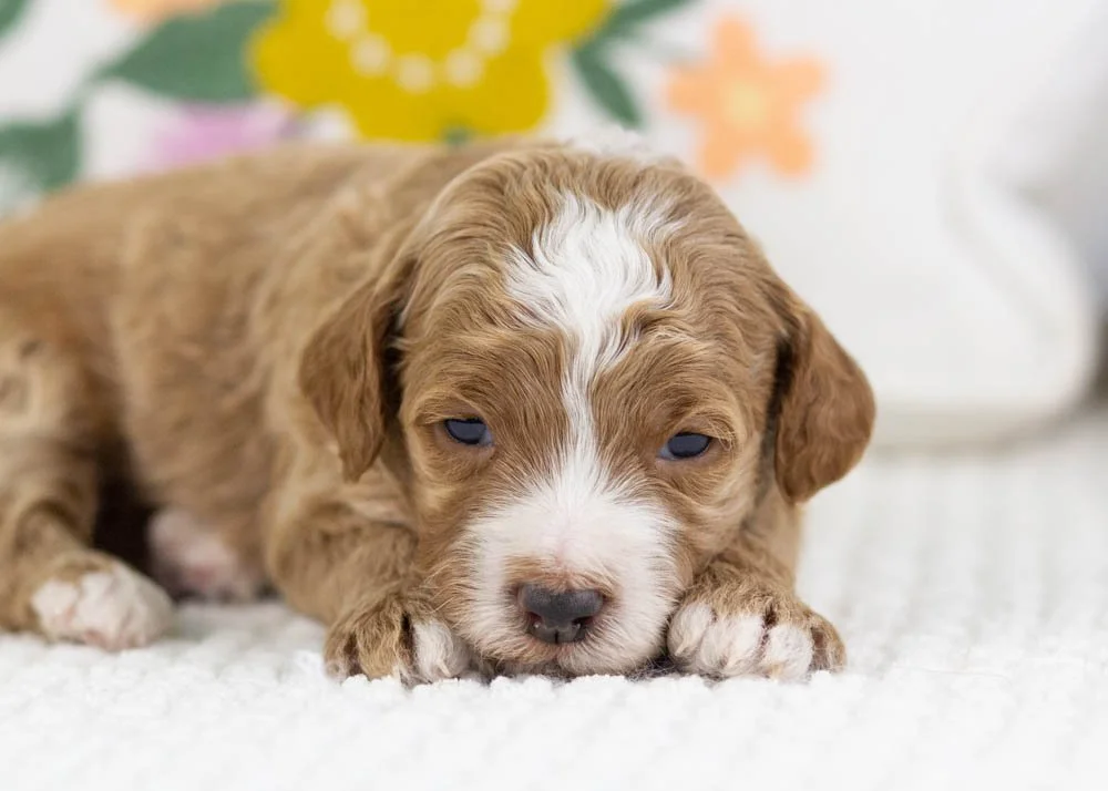 fudge goldendoodle for sale(2).jpg
