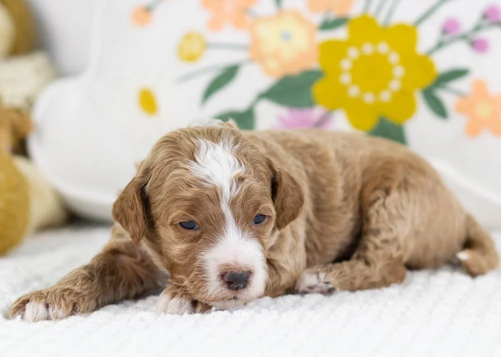 fudge goldendoodle for sale(3).jpg
