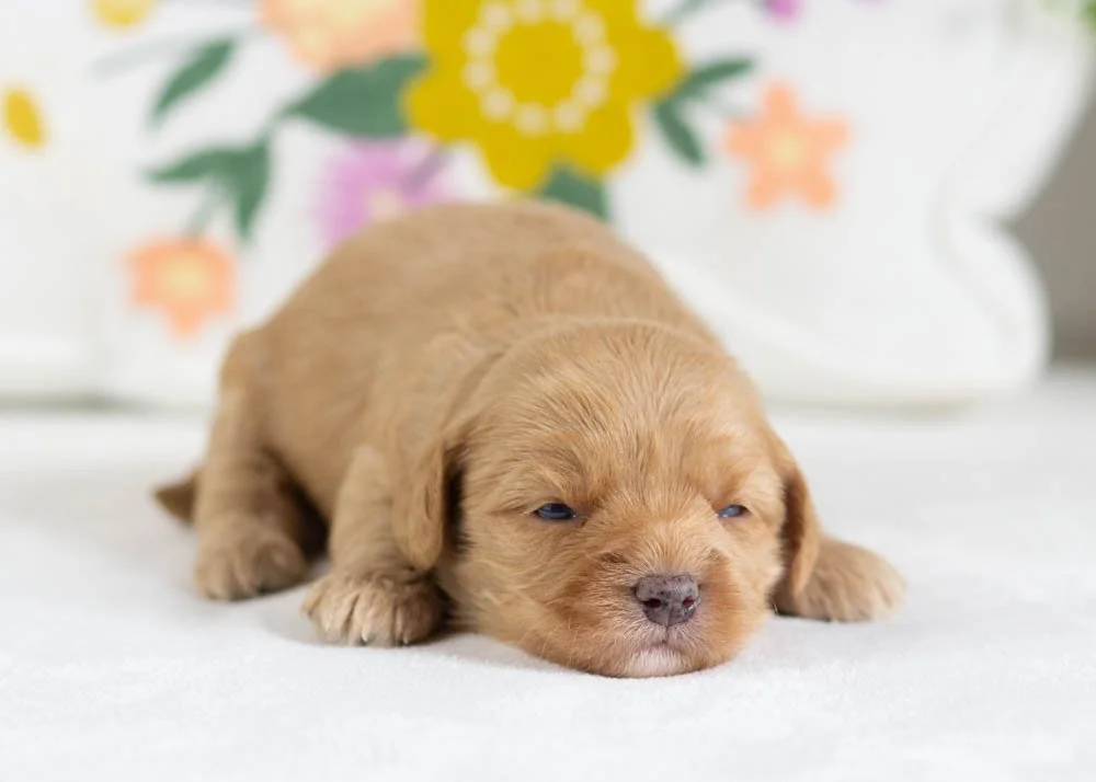 honeybun goldendoodle for sale.jpg