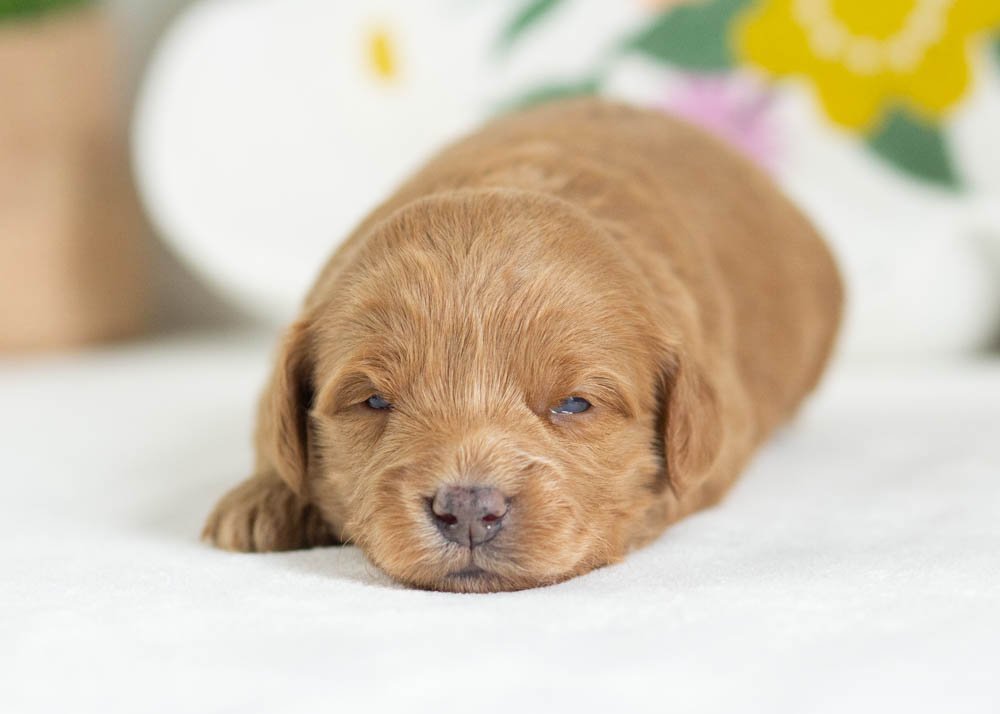 muffin goldendoodle for sale(1).jpg
