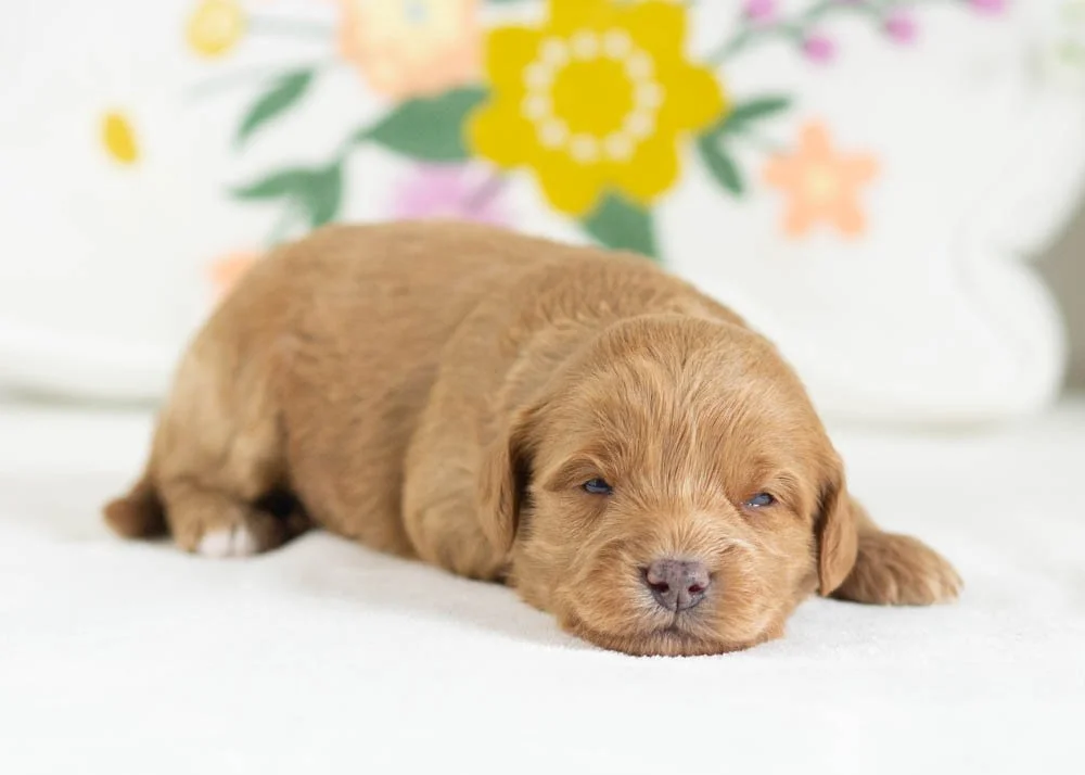 muffin goldendoodle for sale(2).jpg