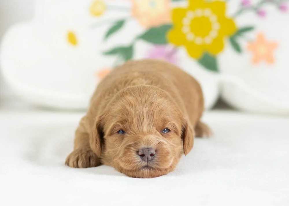 muffin goldendoodle for sale(3).jpg