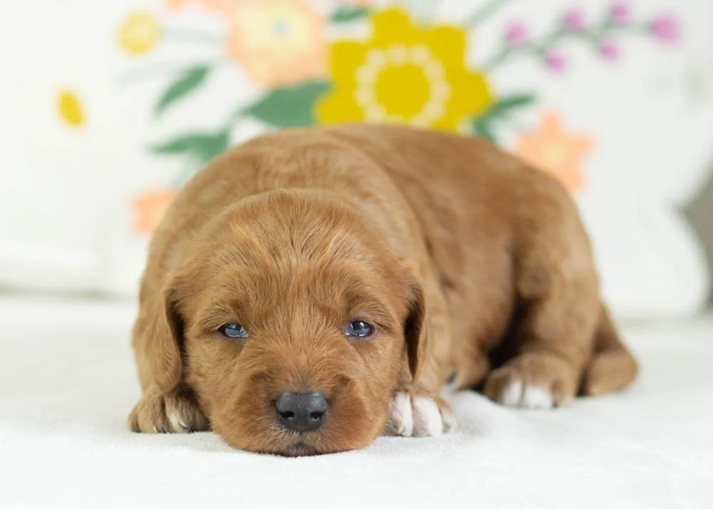 Croissant goldendoodle for sale(1).jpg